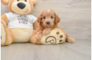 Funny Mini Goldendoodle Poodle Mix Pup