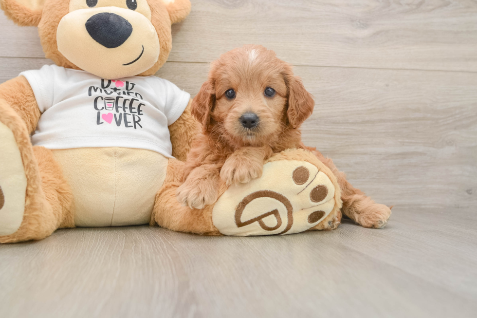 Funny Mini Goldendoodle Poodle Mix Pup