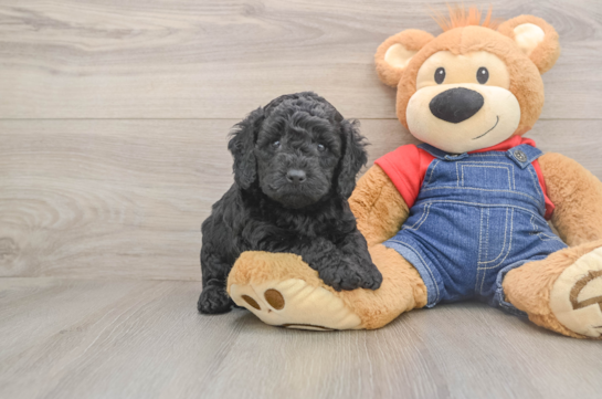 Popular Mini Goldendoodle Poodle Mix Pup