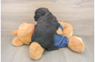 Petite Mini Goldendoodle Poodle Mix Pup