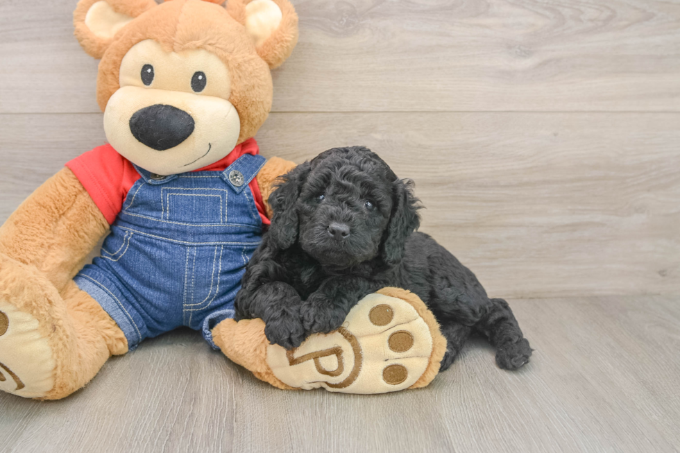 Happy Mini Goldendoodle Baby