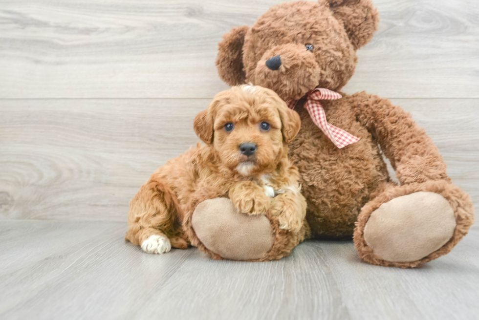 Mini Goldendoodle Pup Being Cute