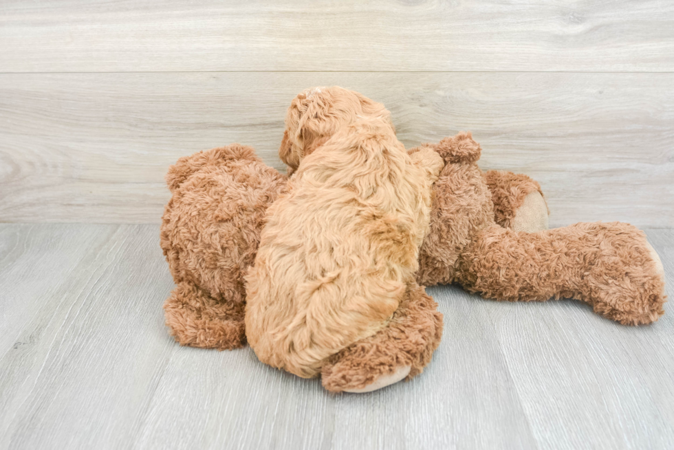 Mini Goldendoodle Puppy for Adoption