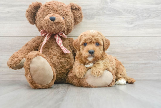 Fluffy Mini Goldendoodle Poodle Mix Pup