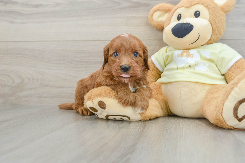 Popular Mini Goldendoodle Poodle Mix Pup