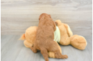 Best Mini Goldendoodle Baby
