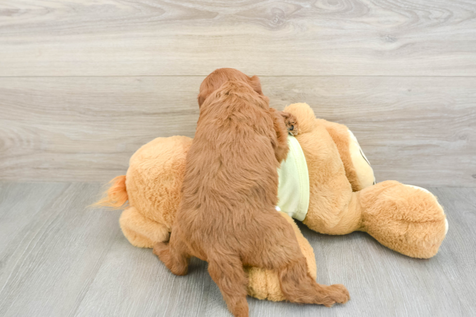Best Mini Goldendoodle Baby