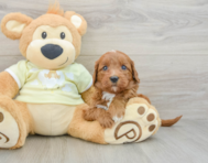 7 week old Mini Goldendoodle Puppy For Sale - Premier Pups