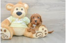 Sweet Mini Goldendoodle Baby