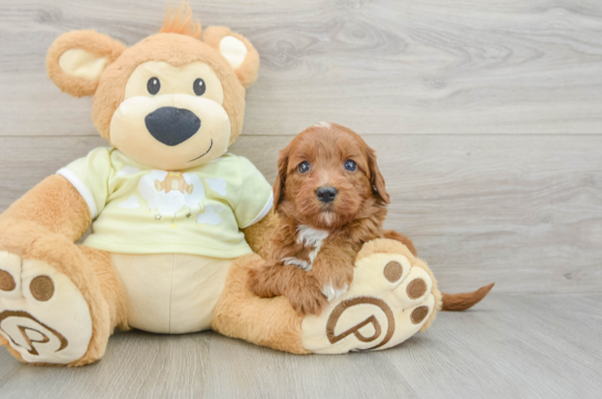 Sweet Mini Goldendoodle Baby