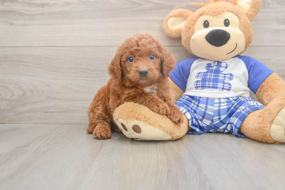 Meet Ego - our Mini Goldendoodle Puppy Photo  2/3 - Premier Pups Petite Mini Goldendoodle Poodle Mix Pup