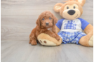 Meet Ego - our Mini Goldendoodle Puppy Photo  2/3 - Premier Pups Petite Mini Goldendoodle Poodle Mix Pup