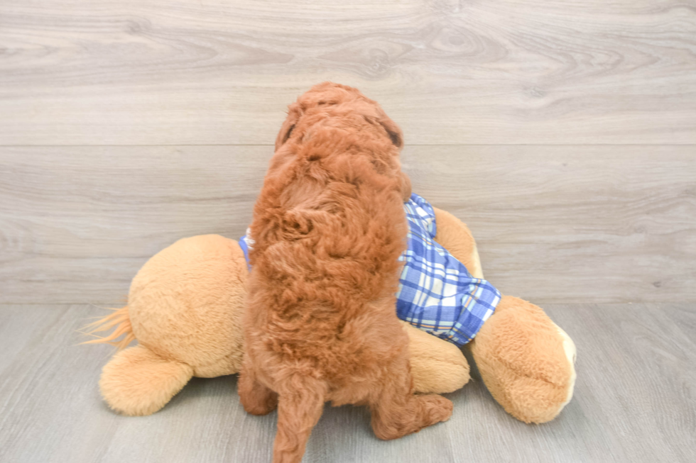 Meet Ego - our Mini Goldendoodle Puppy Photo  3/3 - Premier Pups Mini Goldendoodle Puppy for Adoption