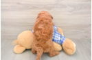 Meet Ego - our Mini Goldendoodle Puppy Photo  3/3 - Premier Pups Mini Goldendoodle Puppy for Adoption