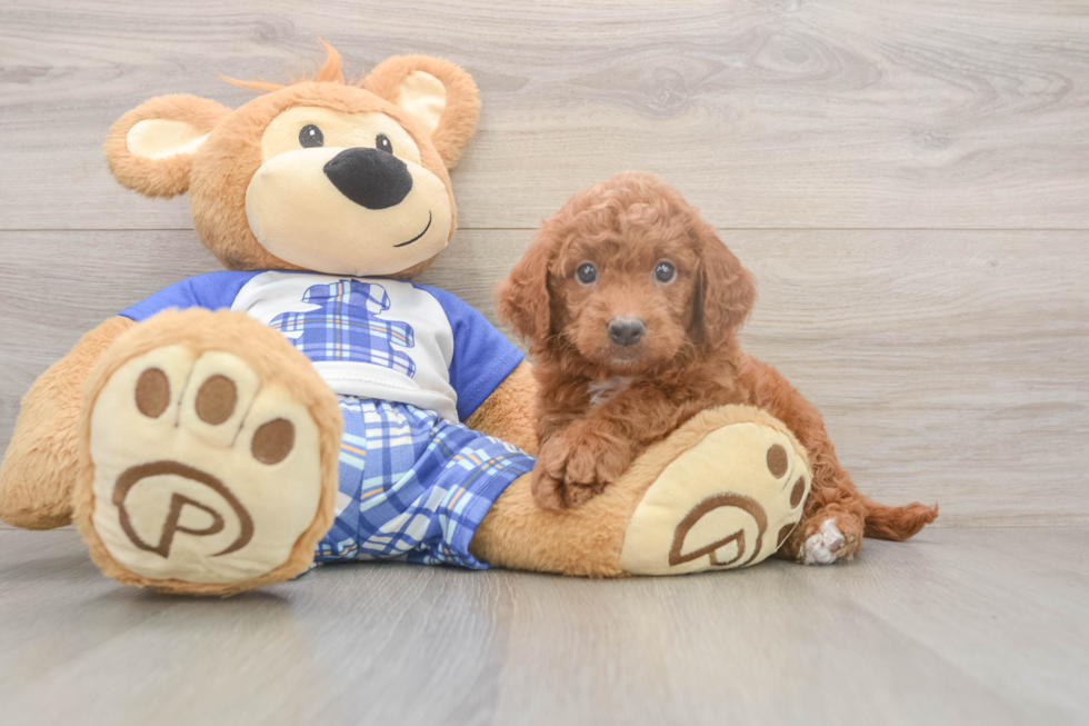 Meet Ego - our Mini Goldendoodle Puppy Photo  1/3 - Premier Pups Small Mini Goldendoodle Baby