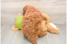Mini Goldendoodle Puppy for Adoption