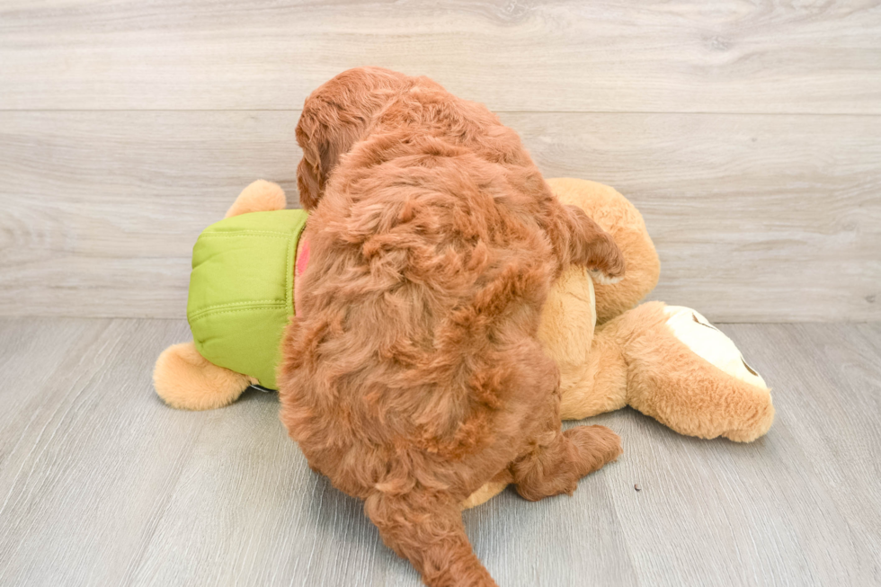 Mini Goldendoodle Puppy for Adoption