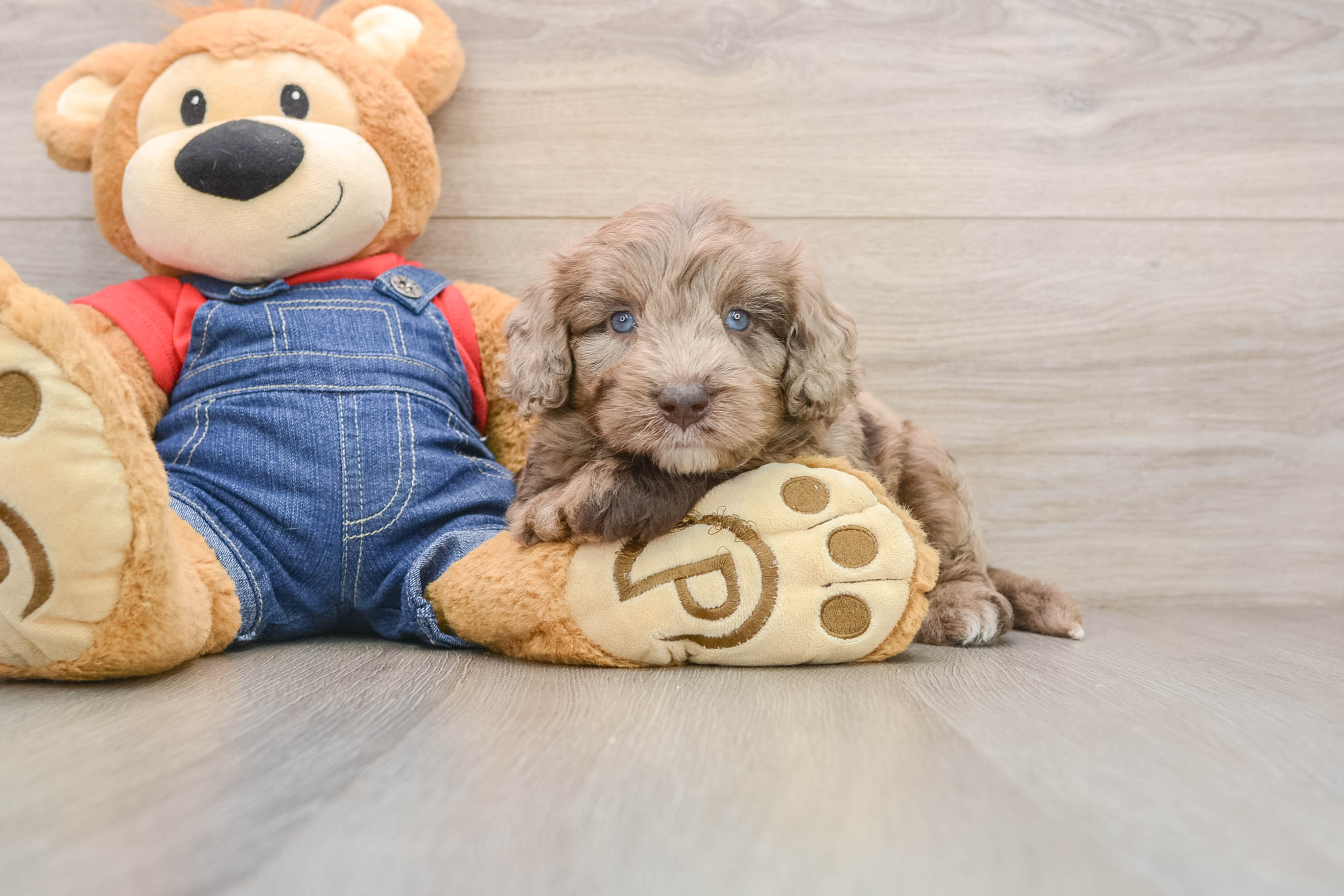 Best Mini Goldendoodle Baby