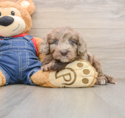 7 week old Mini Goldendoodle Puppy For Sale - Premier Pups