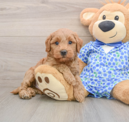 7 week old Mini Goldendoodle Puppy For Sale - Premier Pups