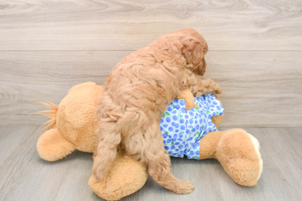 Mini Goldendoodle Puppy for Adoption