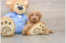 Best Mini Goldendoodle Baby