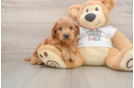 Cute Mini Goldendoodle Baby
