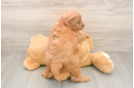 Energetic Golden Doodle Poodle Mix Puppy
