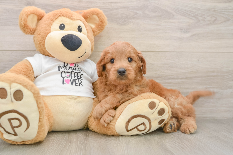 Energetic Golden Doodle Poodle Mix Puppy