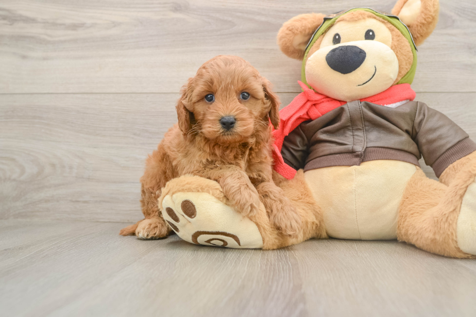 Funny Mini Goldendoodle Poodle Mix Pup