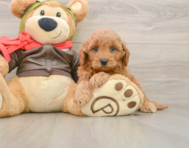 7 week old Mini Goldendoodle Puppy For Sale - Premier Pups