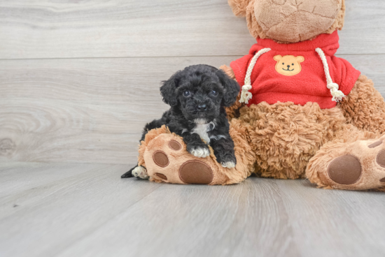 Mini Goldendoodle Pup Being Cute