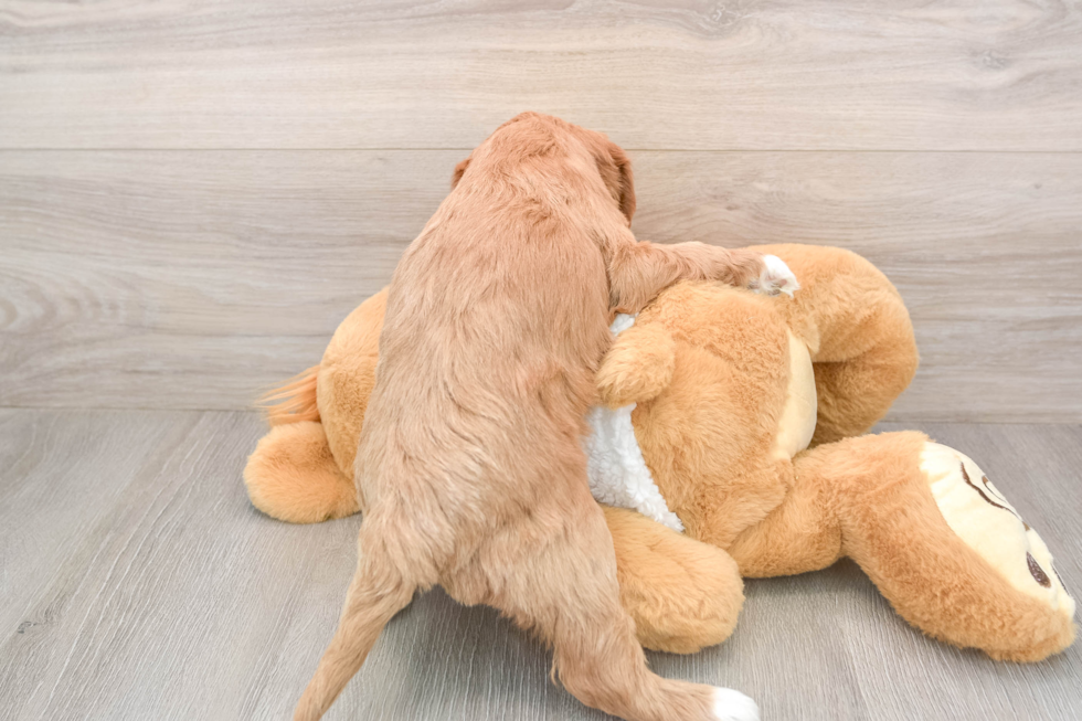 Friendly Mini Goldendoodle Baby