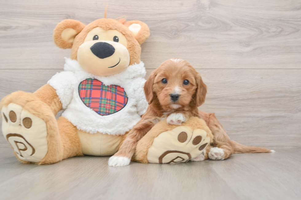 5 week old Mini Goldendoodle Puppy For Sale - Premier Pups