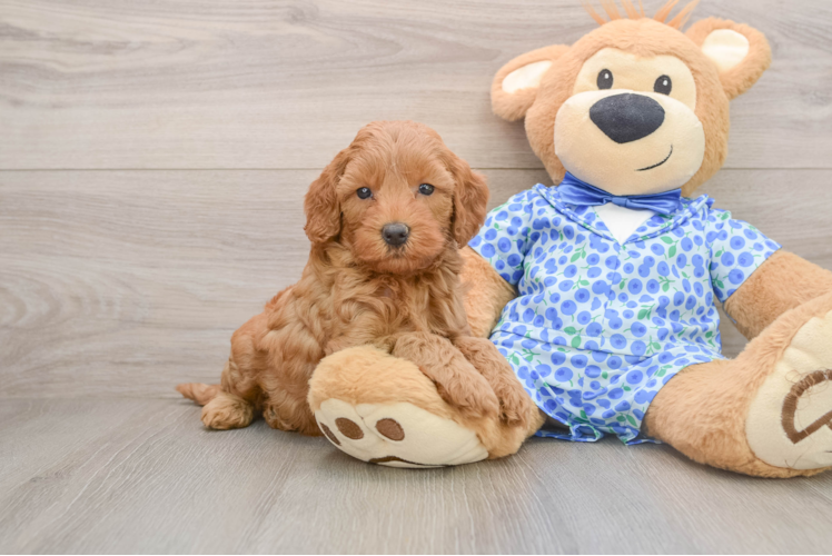 Friendly Mini Goldendoodle Baby