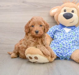 8 week old Mini Goldendoodle Puppy For Sale - Premier Pups