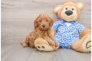 Friendly Mini Goldendoodle Baby