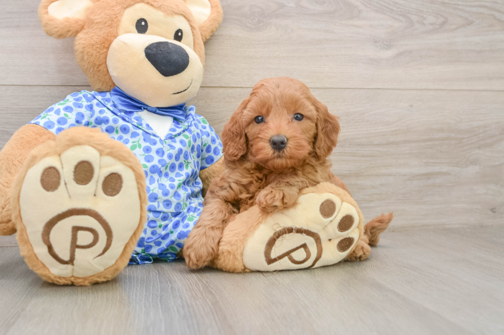 Mini Goldendoodle Pup Being Cute