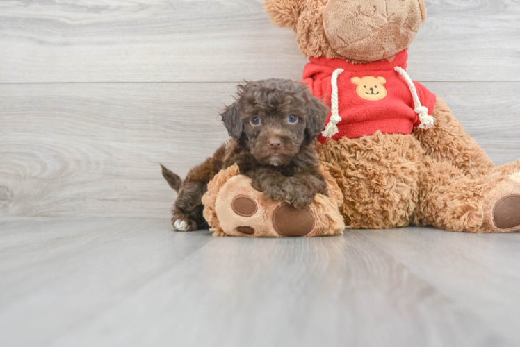 Fluffy Mini Goldendoodle Poodle Mix Pup