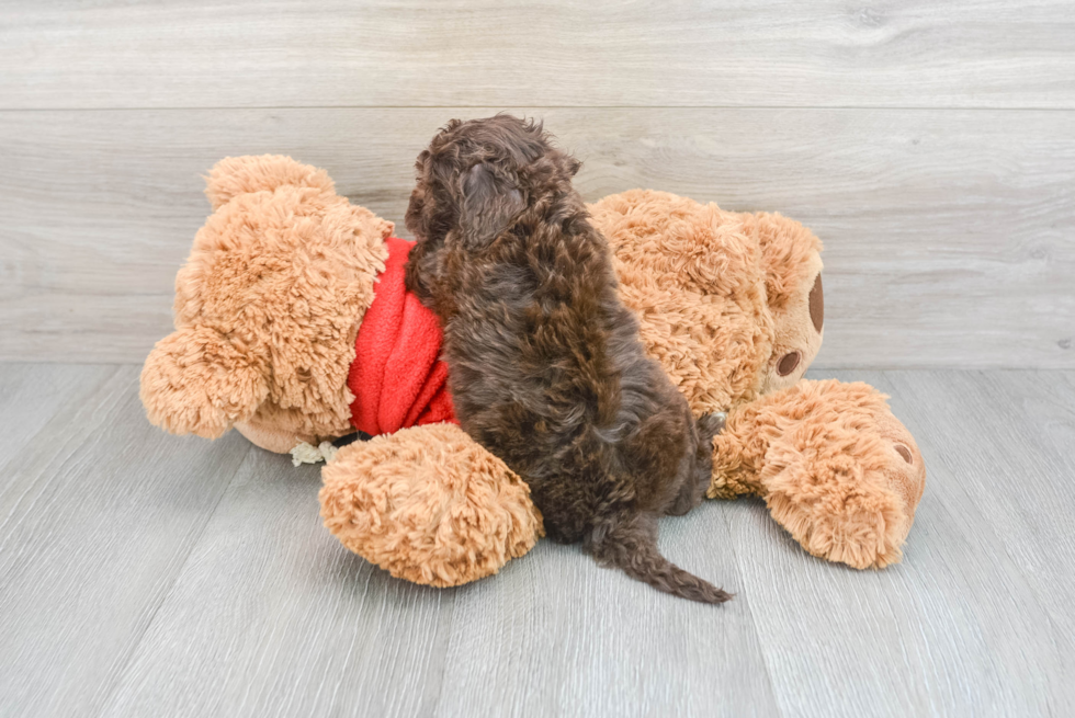 Best Mini Goldendoodle Baby