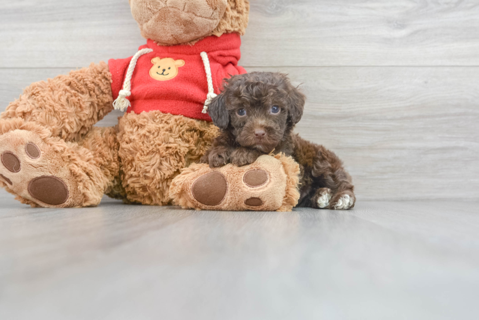 Sweet Mini Goldendoodle Baby