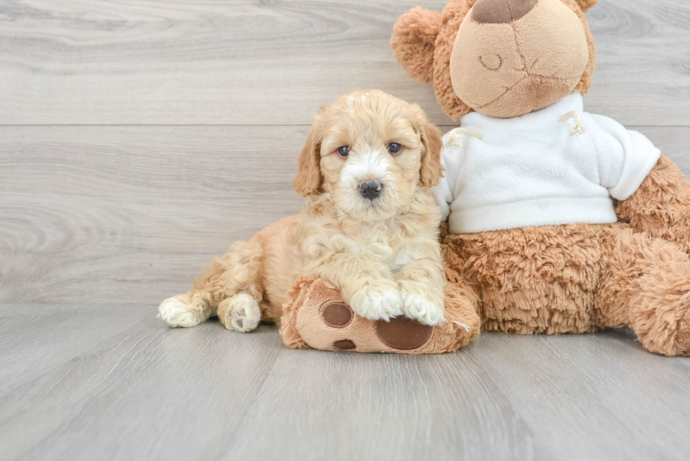 Little Golden Retriever Poodle Mix Puppy