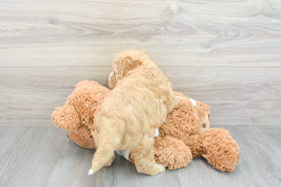 Mini Goldendoodle Puppy for Adoption