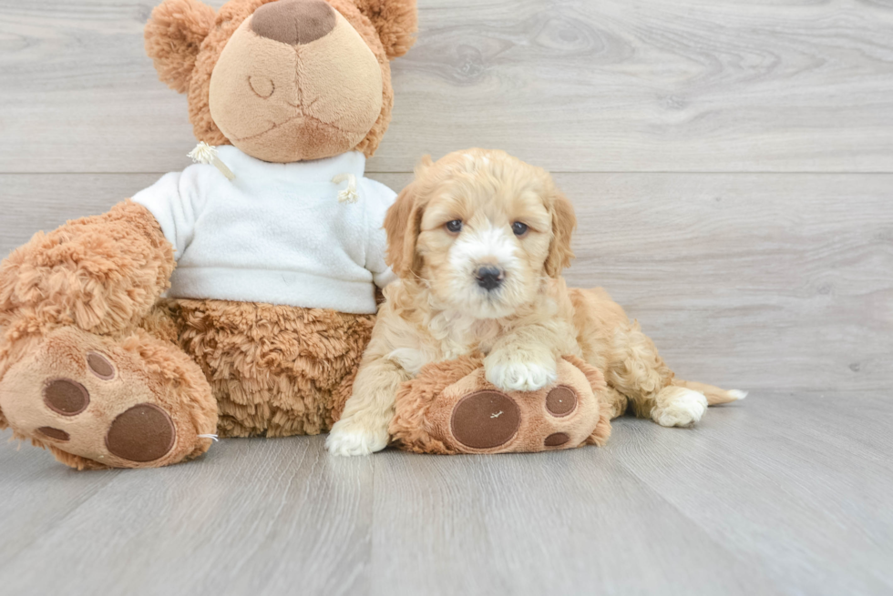 Mini Goldendoodle Puppy for Adoption