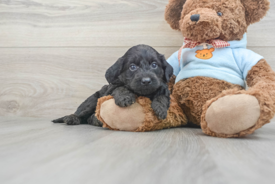 Sweet Mini Goldendoodle Baby