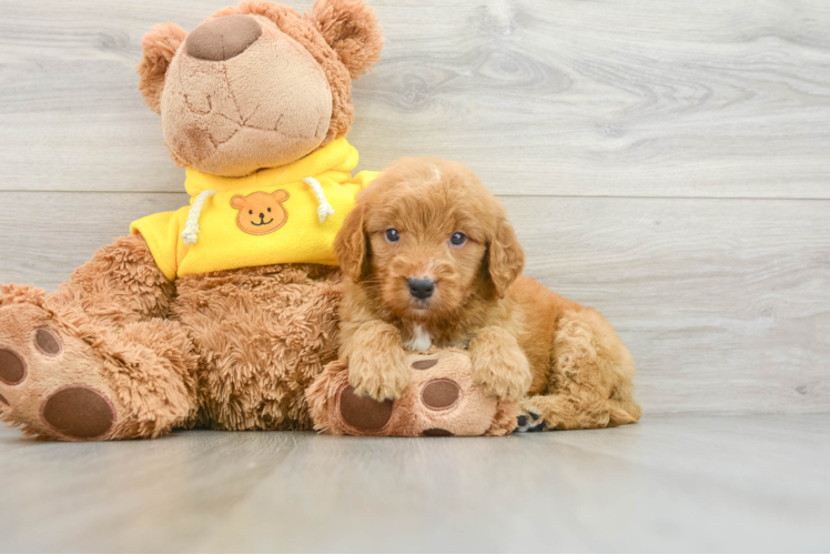 Mini Goldendoodle Pup Being Cute