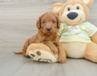 7 week old Mini Goldendoodle Puppy For Sale - Premier Pups