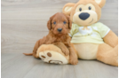 Mini Goldendoodle Puppy for Adoption