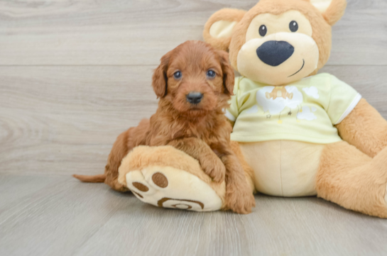 Mini Goldendoodle Puppy for Adoption