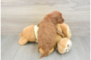 Mini Goldendoodle Pup Being Cute